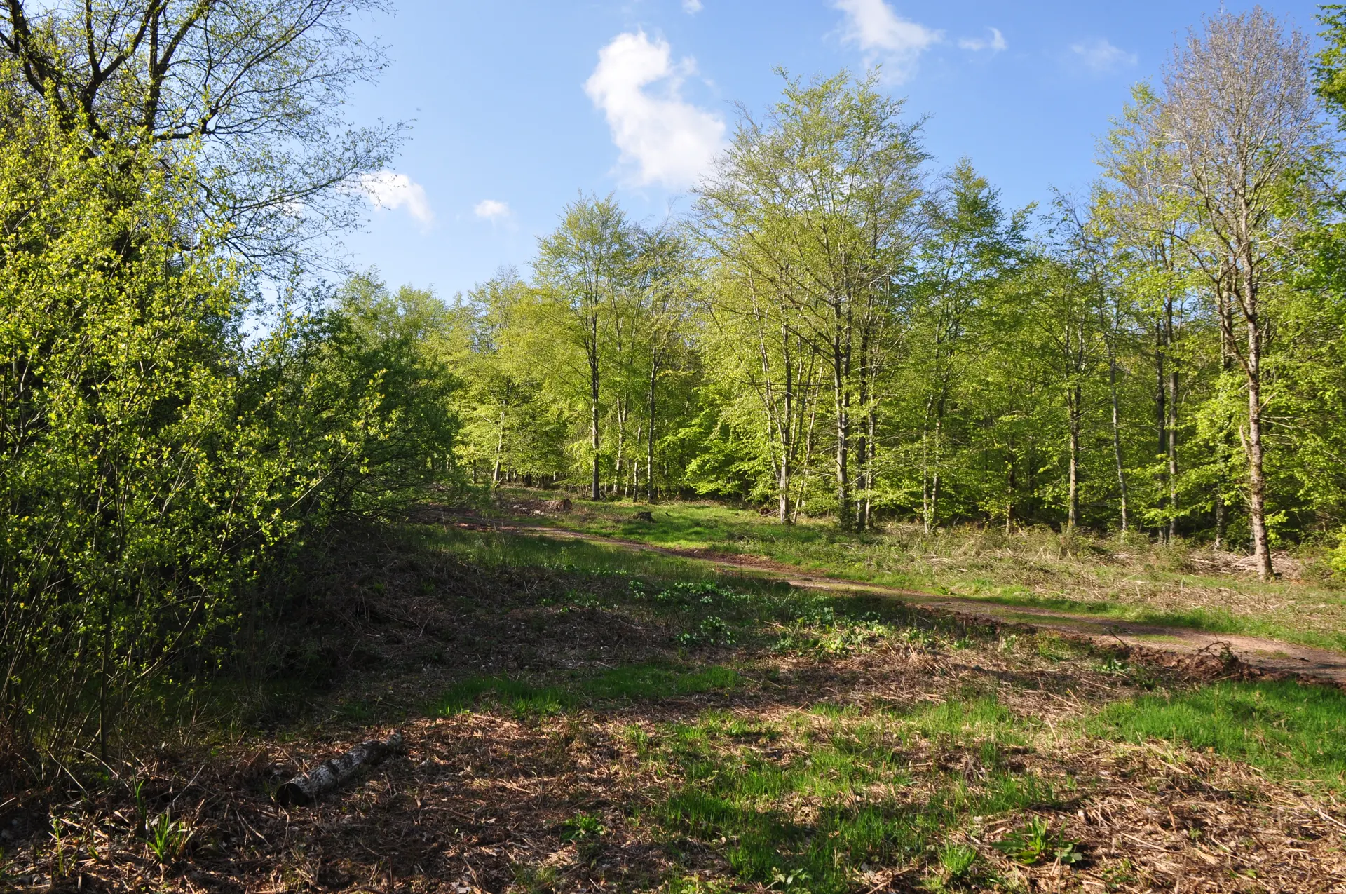 Ashclyst Forest