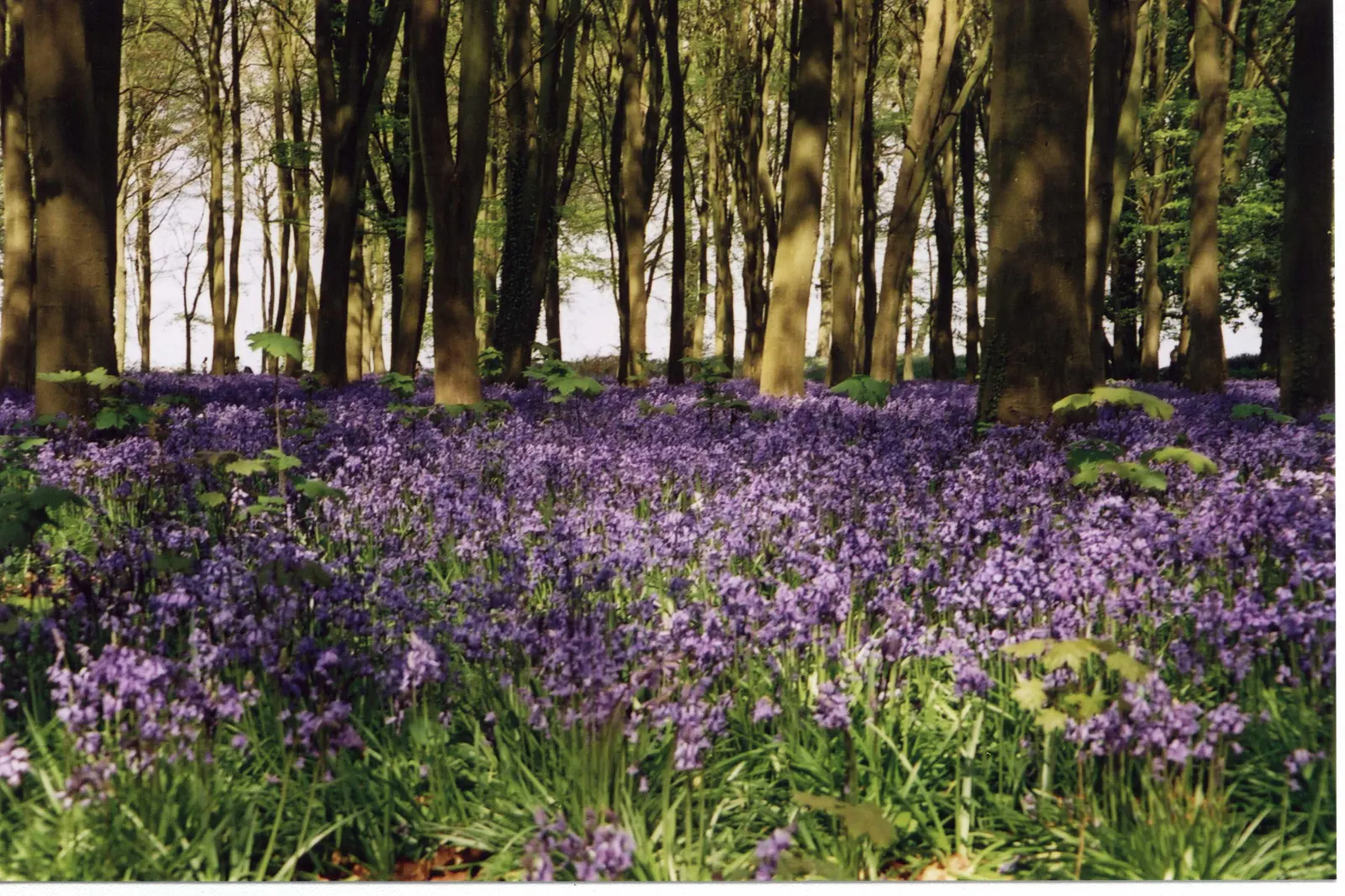 Badbury Hill