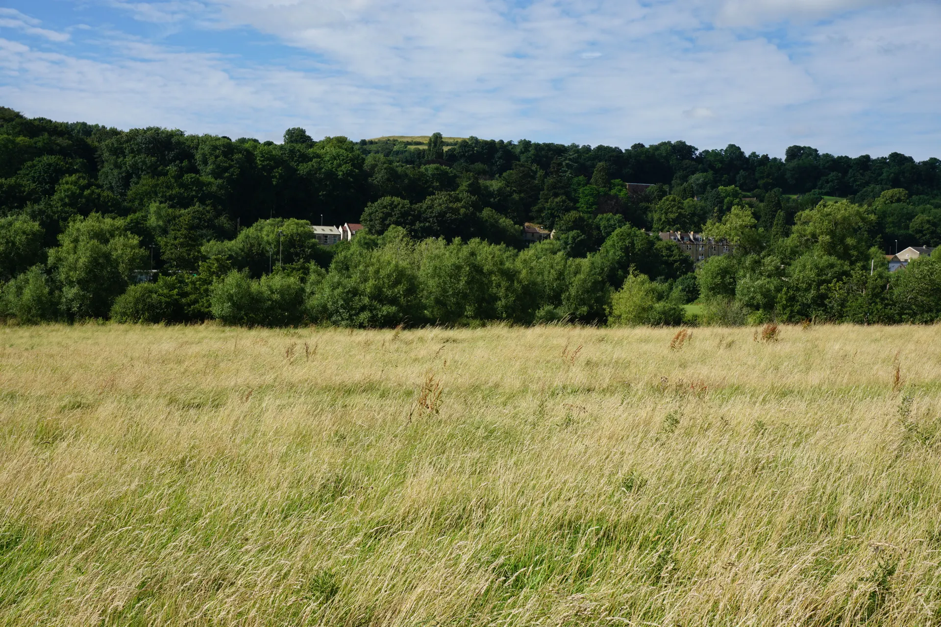 Bathampton Meadows