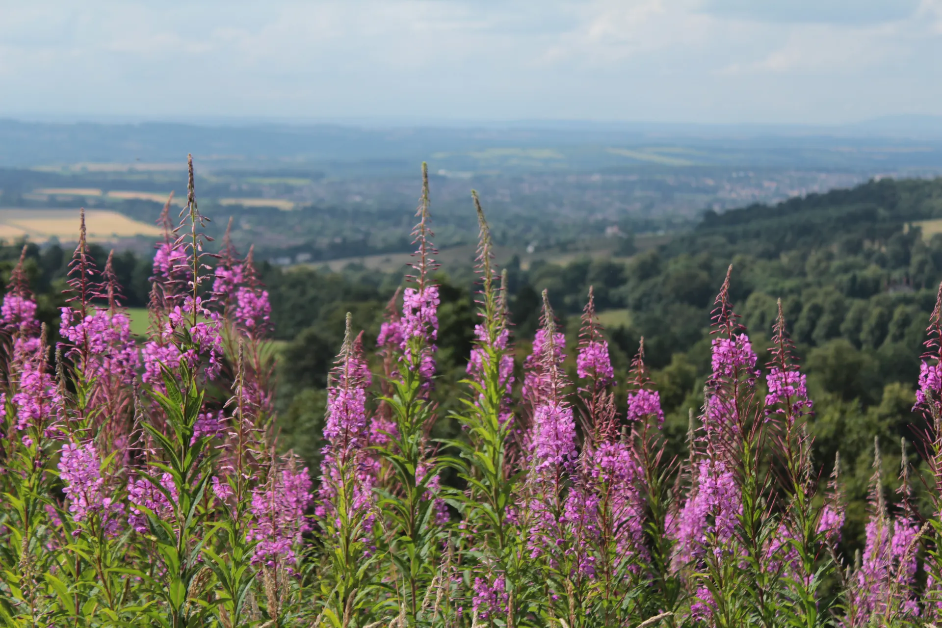 Clent Hills