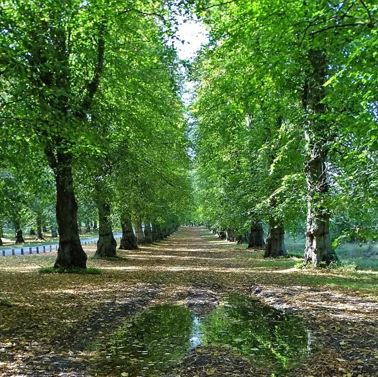 Clumber Park