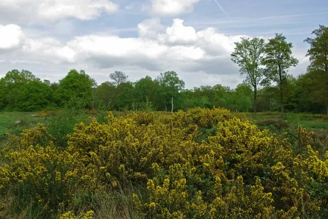Danbury Commons & Blakes Wood