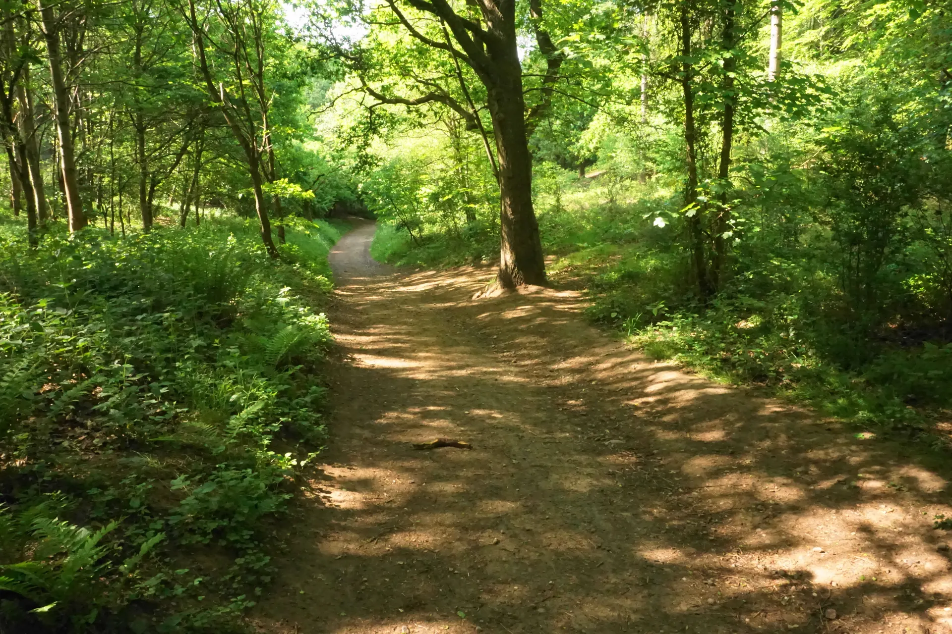 Dudmaston Estate Comer Woods