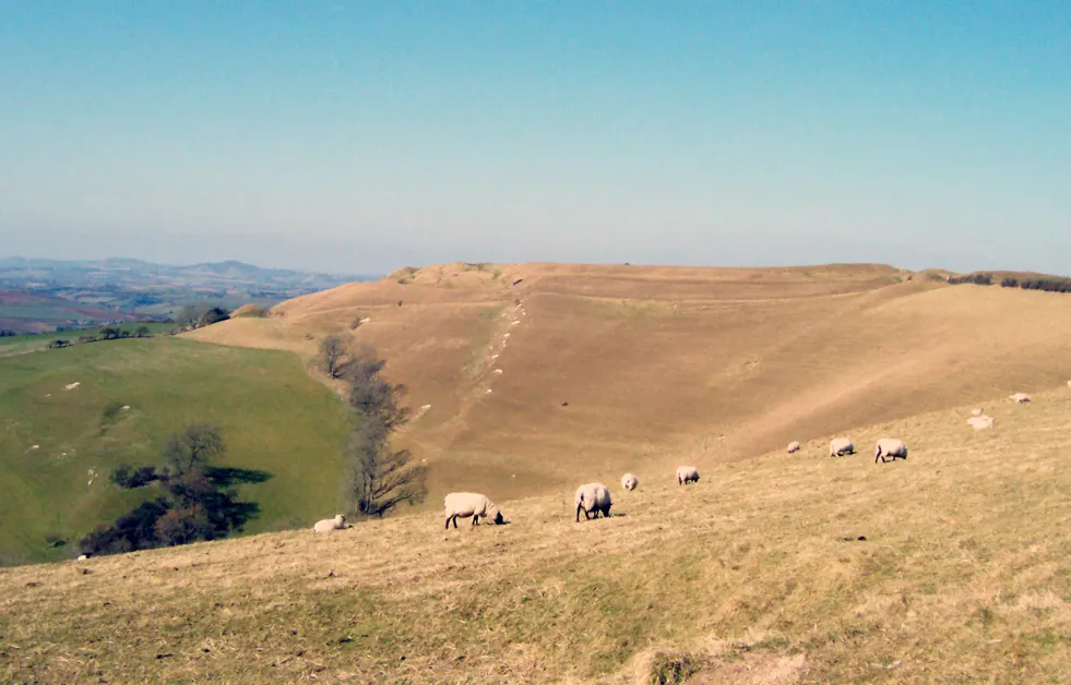 Eggardon Hill