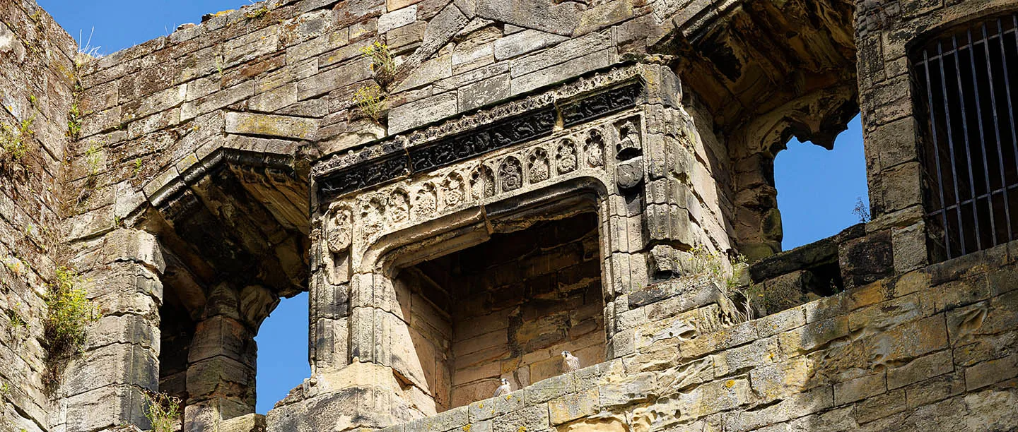 Carved window heads and a doorway high on the ruined tower, with a peregrine falcon on a ledge