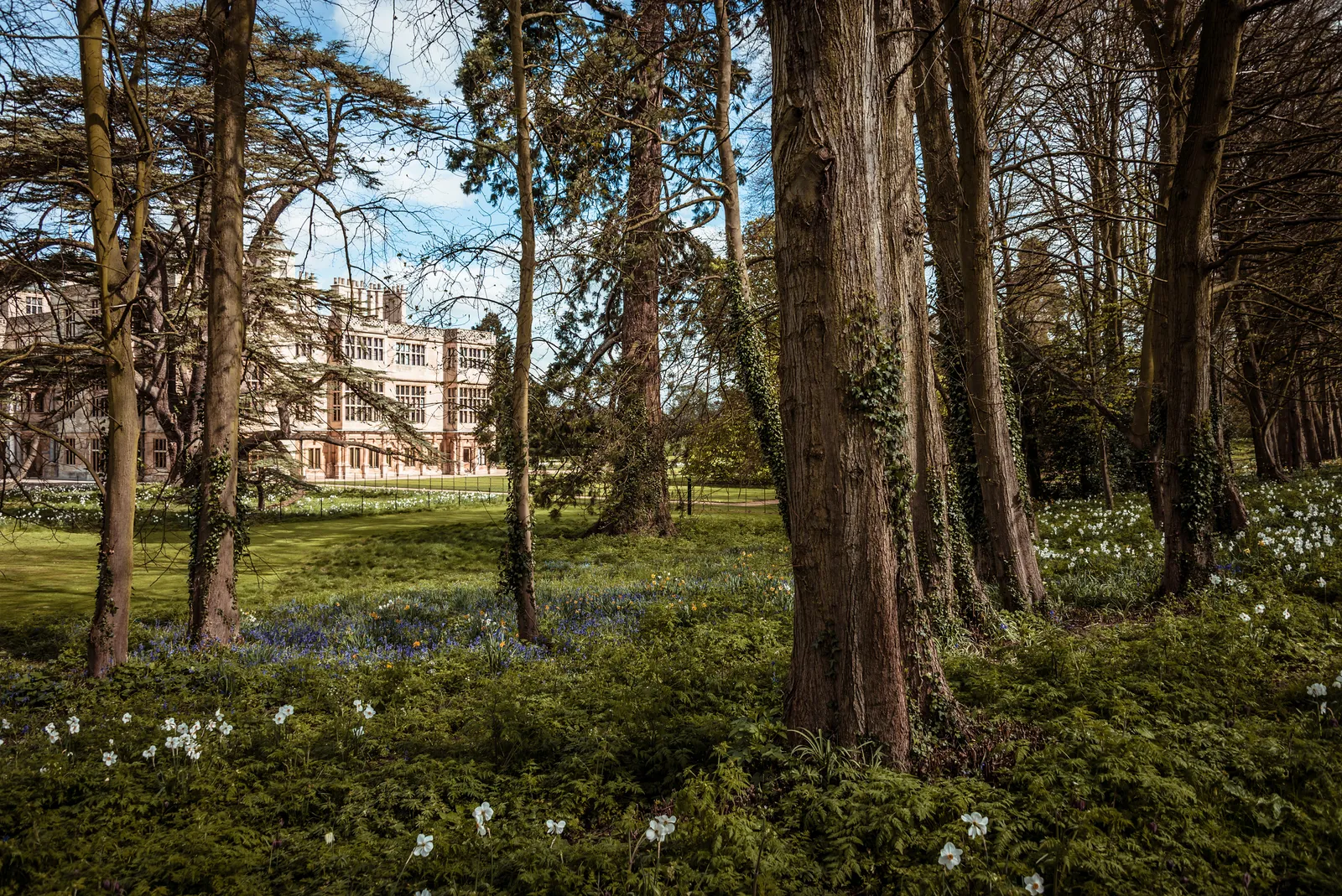 The house glimpsed through cedars above a carpet of spring bluebells