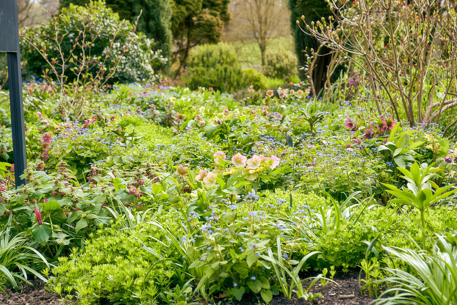 Hellebores and forget-me-nots in a spring border