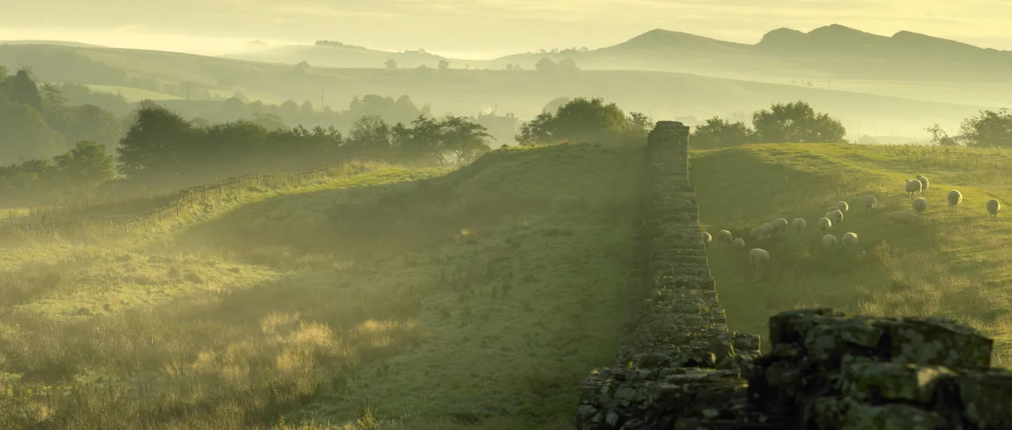 Hadrian's Wall running down to Birdoswald in morning mist, with sheep grazing beside it