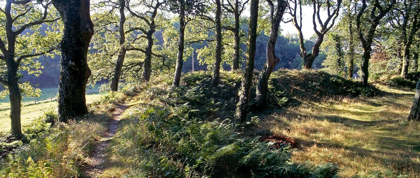 The overgrown rampart of Blackbury Camp hillfort under twisted oak trees, with ferns, long grass and a narrow path in low sunlight