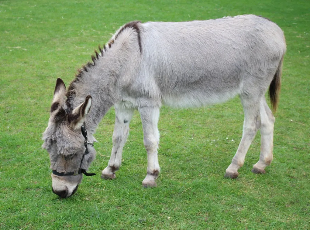 One of the castle donkeys grazing on the lawn