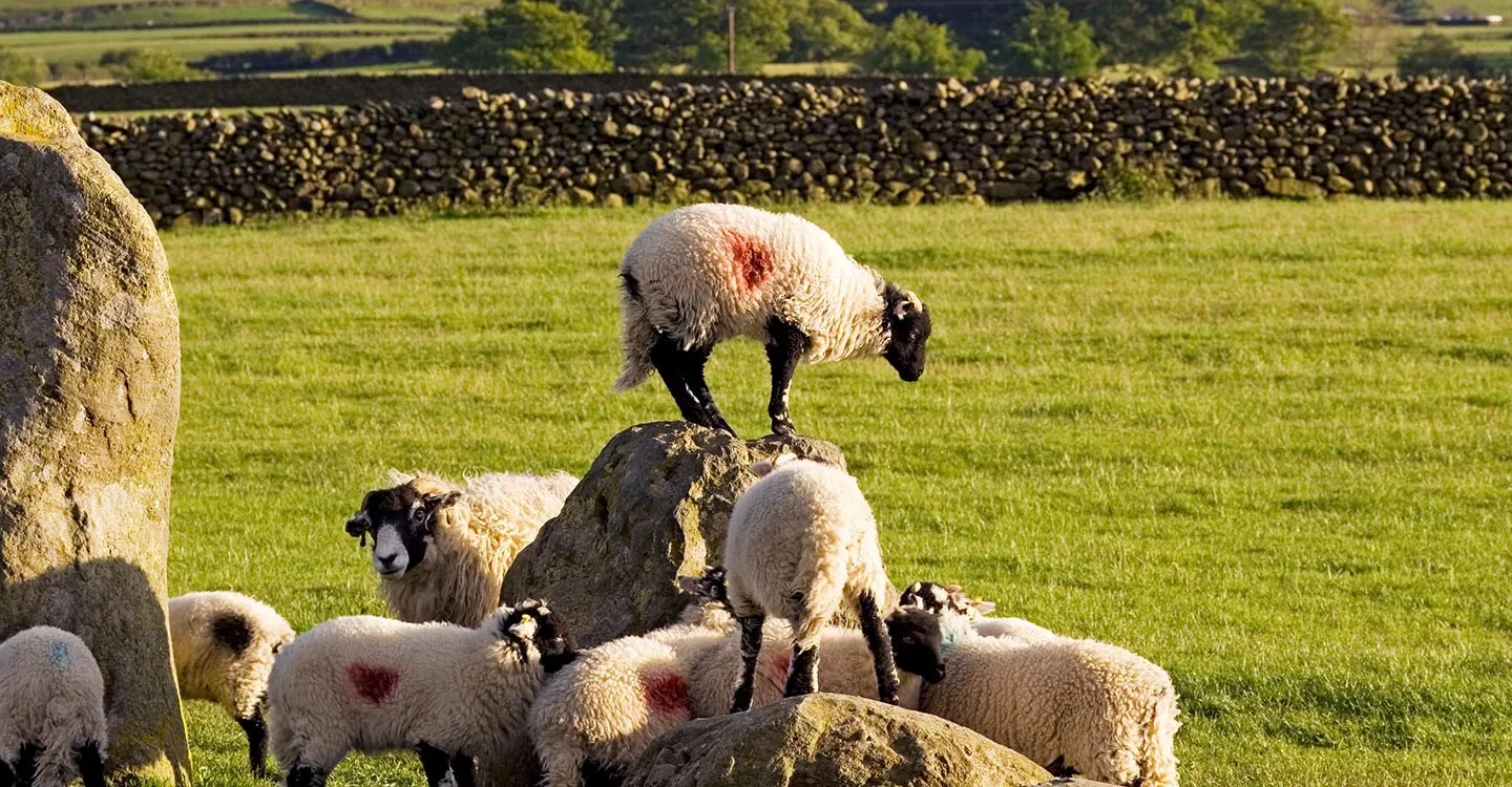 Sheep grazing and climbing among the stones