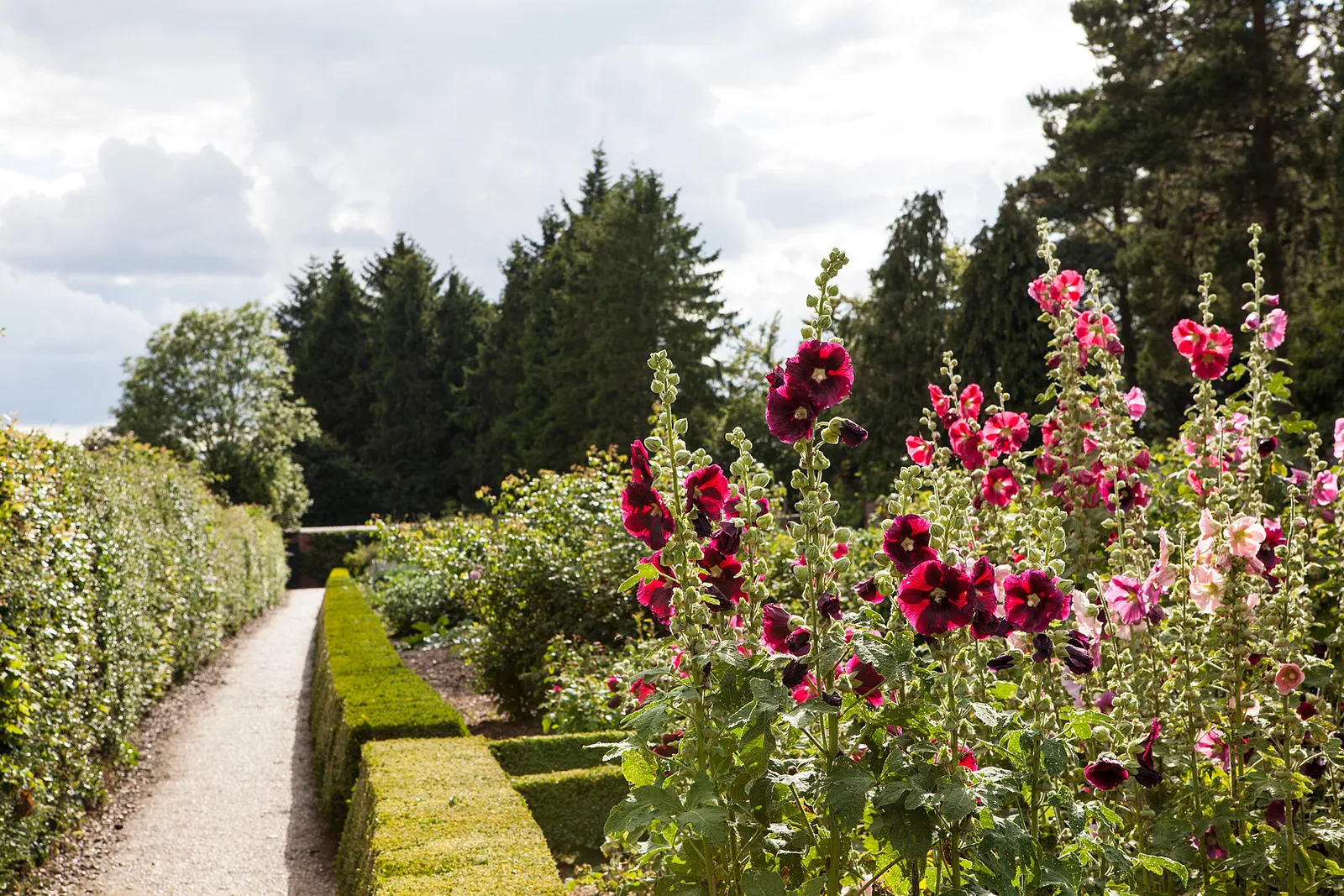 A gravel path between box hedges and hollyhocks in the kitchen garden