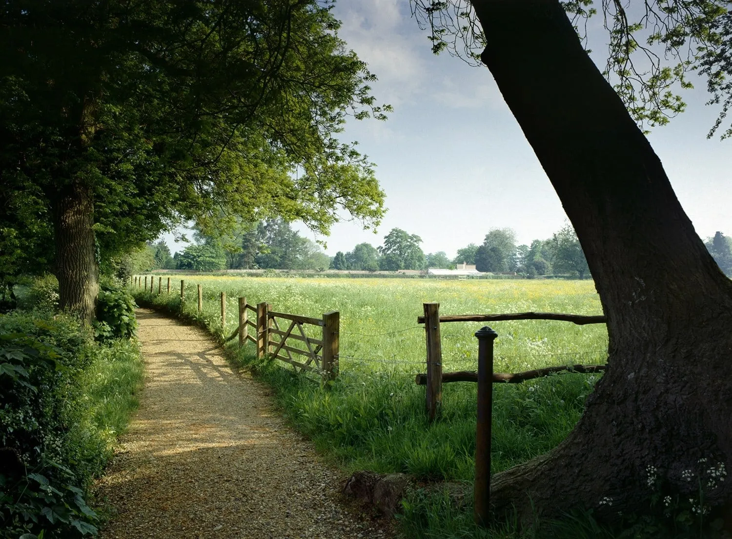 The Sandwalk, Darwin's thinking path, curving past a gate beside a buttercup meadow