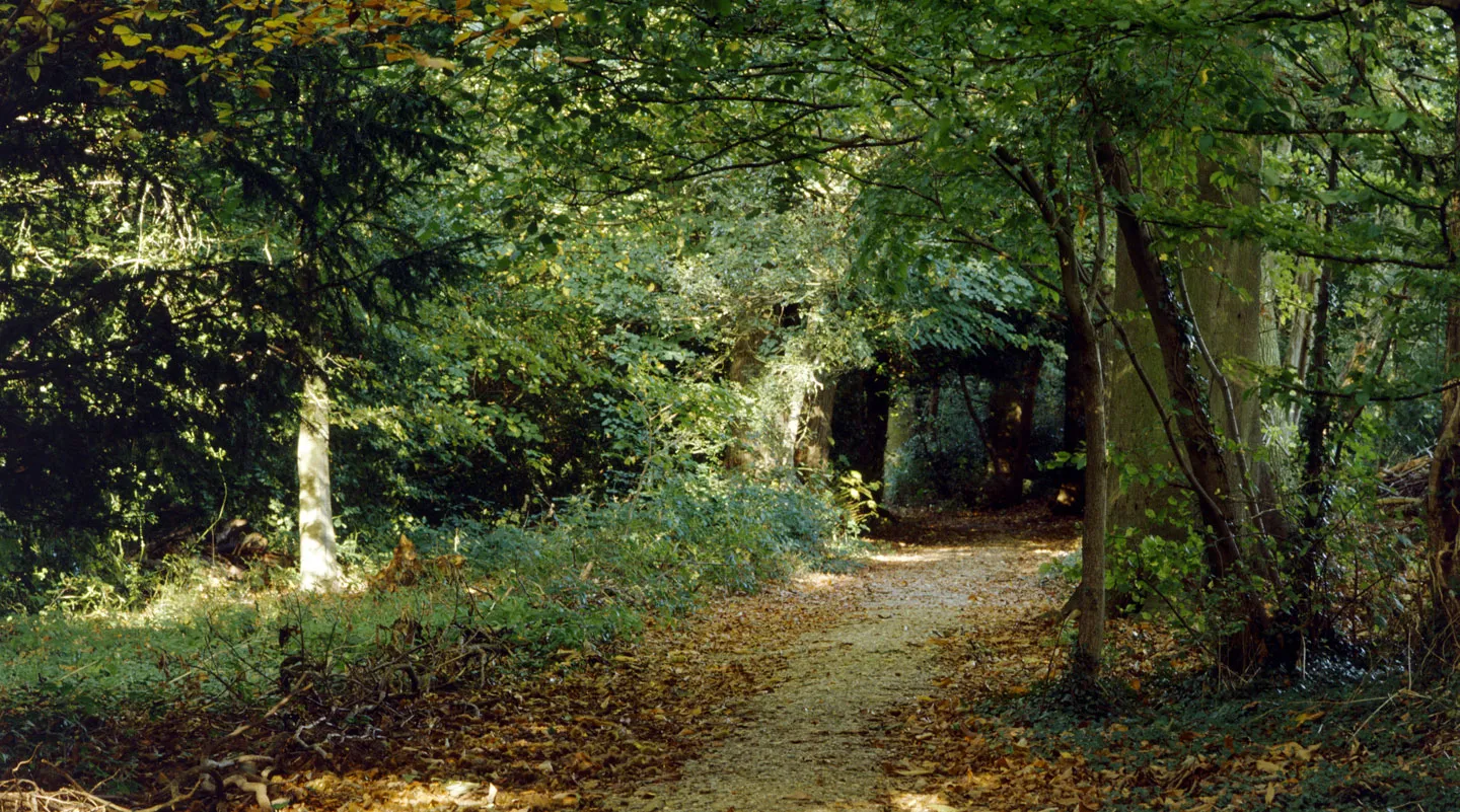 Autumn leaves along the Sandwalk through the woodland