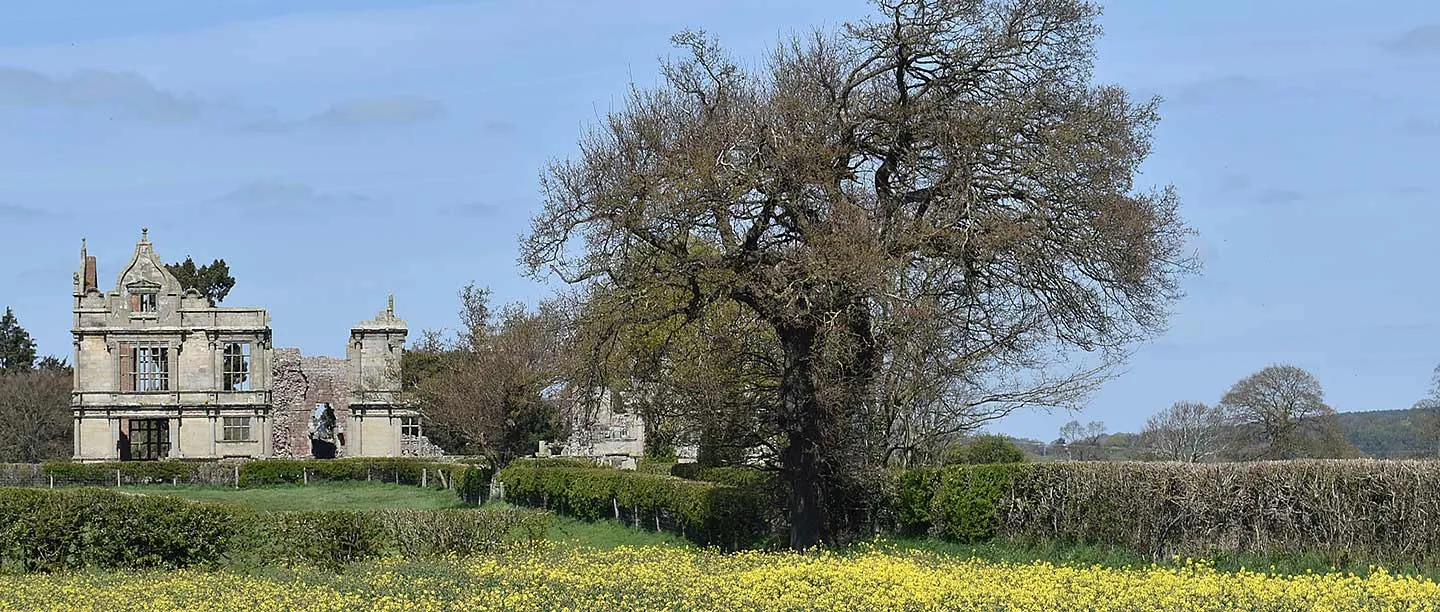 The ruined Elizabethan wing of Moreton Corbet Castle beyond hedges and a field of yellow rapeseed in spring