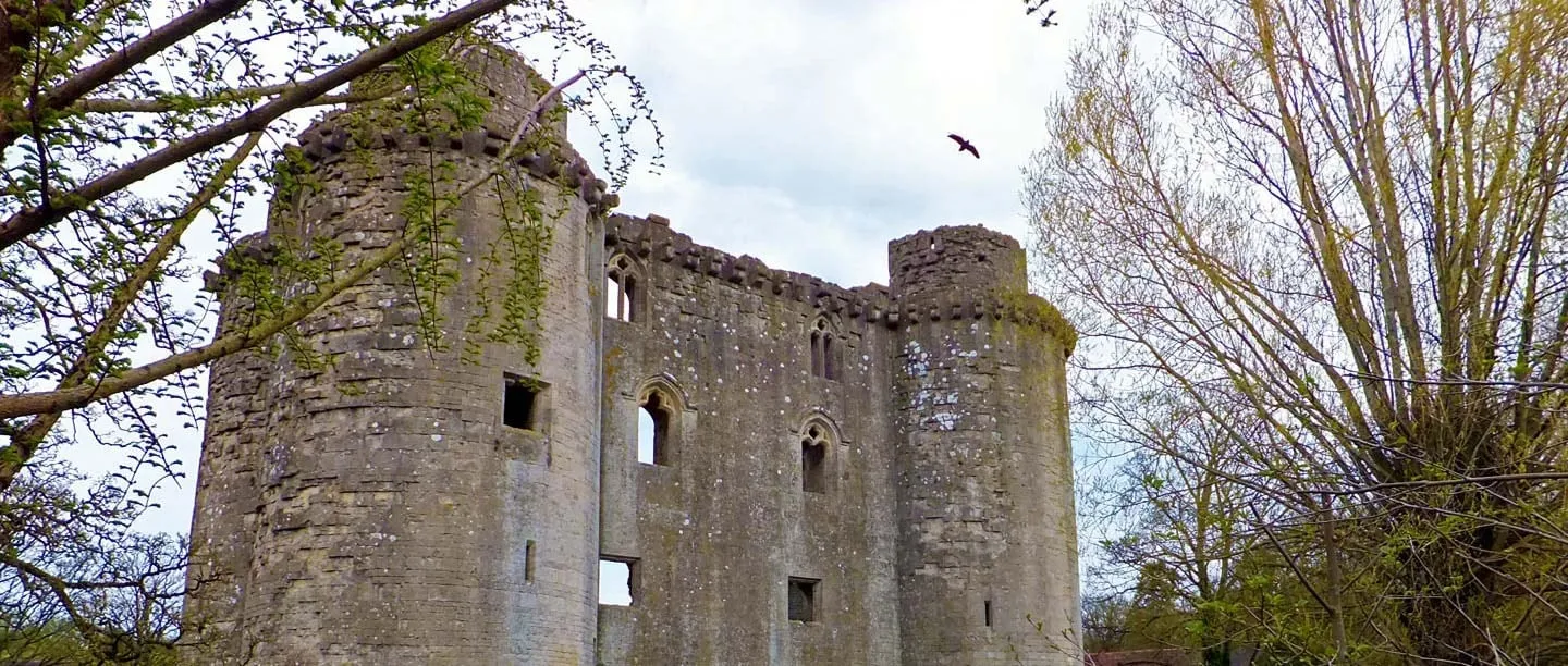 The round corner towers and machicolated parapet of Nunney Castle seen through budding spring branches, with a bird overhead