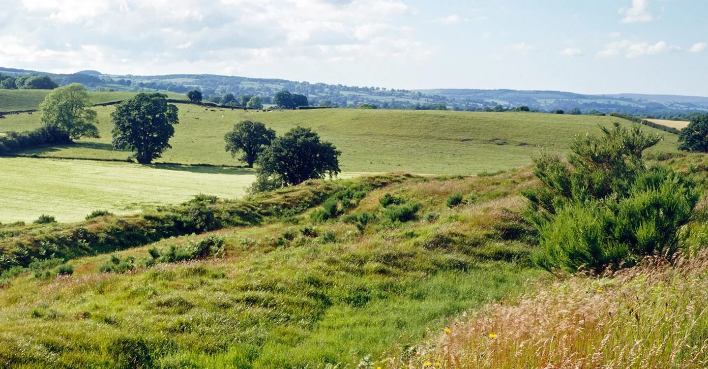 The overgrown grassy ramparts of Old Oswestry hillfort with gorse and long grass, overlooking fields, oak trees and rolling Shropshire hills
