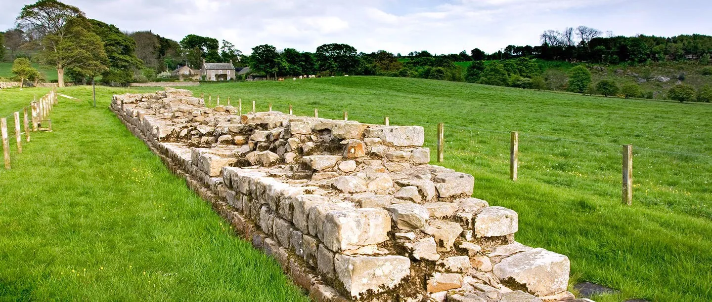 A stretch of Hadrian's Wall at Planetrees running across green pasture towards a stone farmhouse, with grazing sheep and cattle
