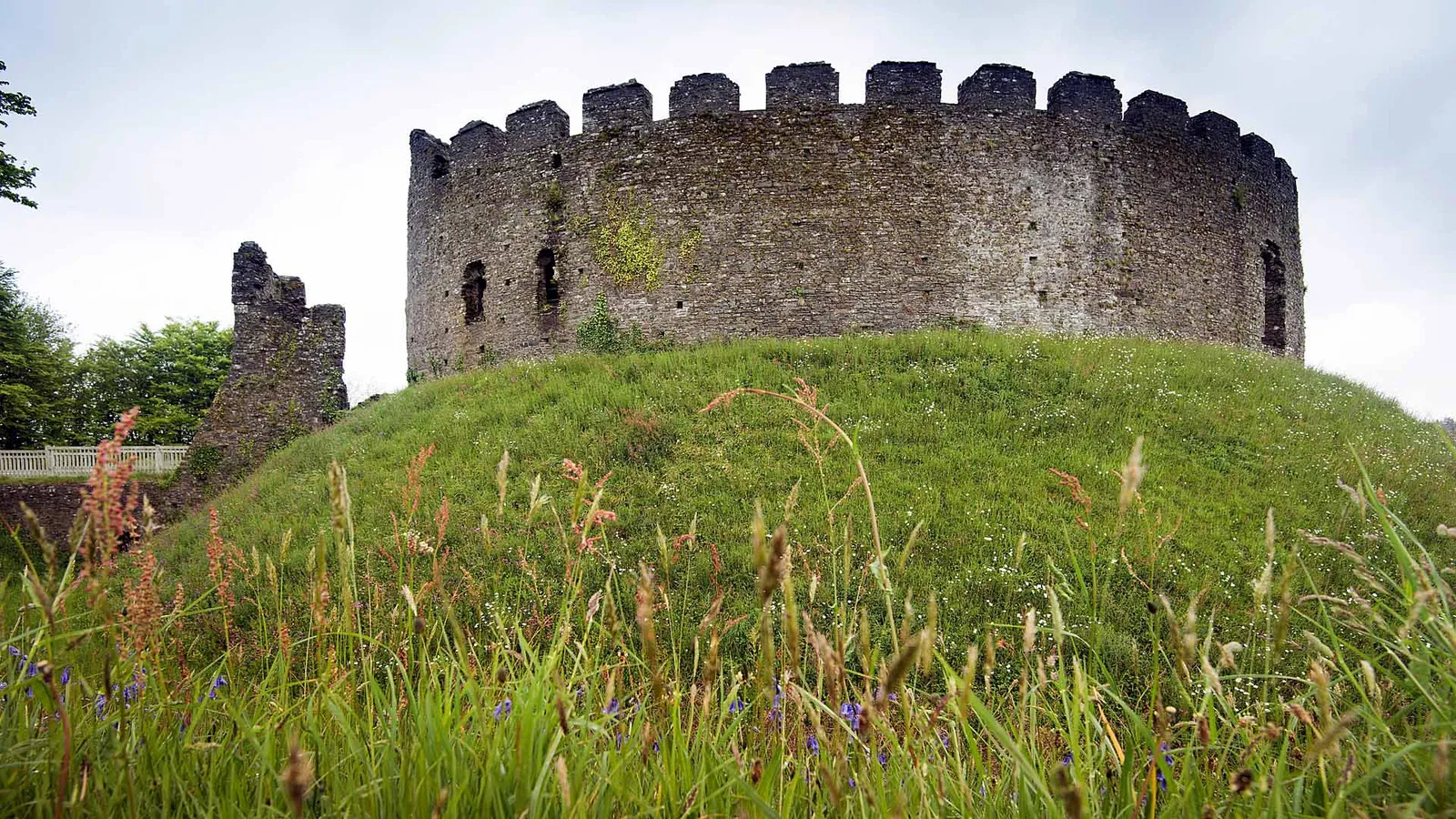 The round shell keep of Restormel Castle on its grassy mound, with long grass and bluebells in the foreground