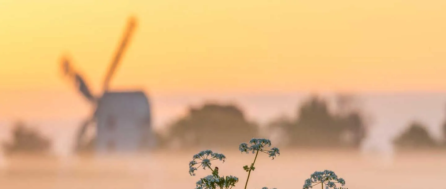 Saxtead Green Post Mill blurred in golden dawn mist behind sprigs of cow parsley