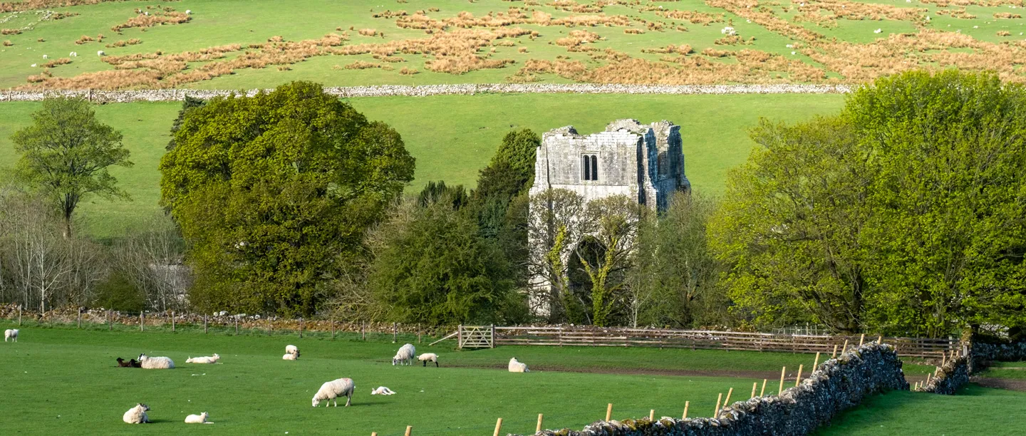 The pale stone tower of Shap Abbey rising among spring trees, with sheep and lambs grazing in the pasture in front and fells beyond