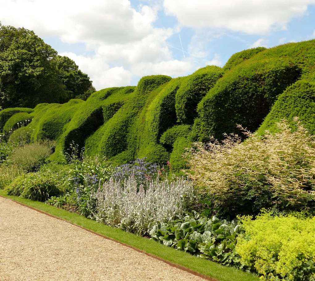 The Broadwalk's billowing cloud-pruned yew hedge above a herbaceous border