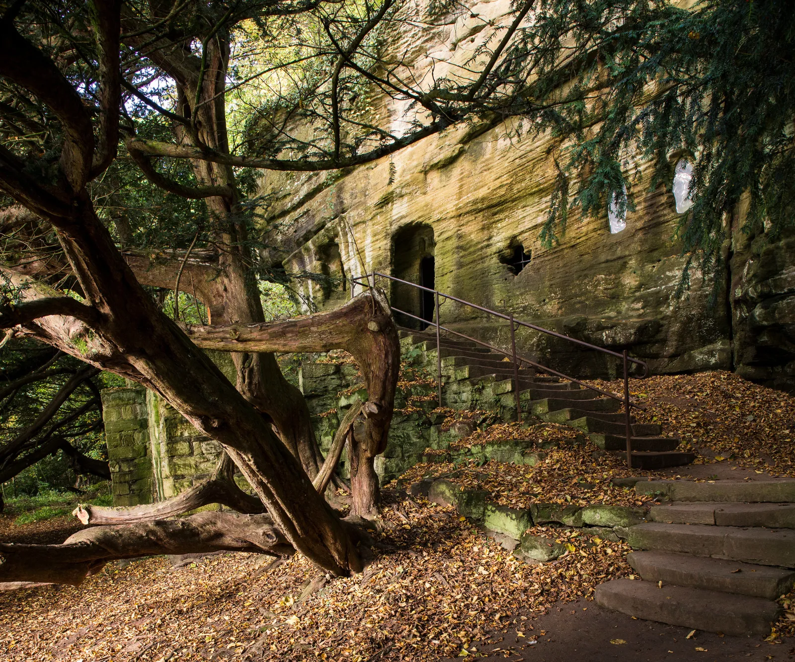 An ancient sprawling yew beside the hermitage's carved cliff face and stair