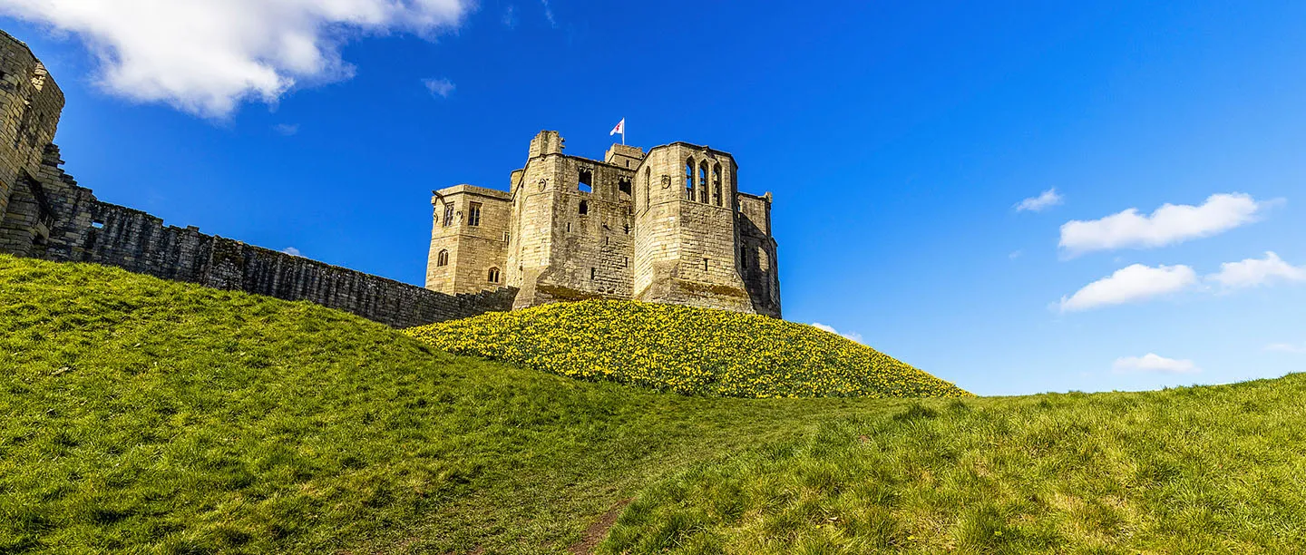 The castle walls and great tower above a grassy bank covered in spring daffodils