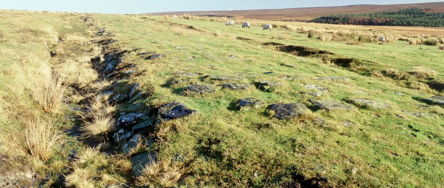 The stony line of Wheeldale Roman Road crossing green moorland, with grazing sheep and a dark conifer plantation beyond