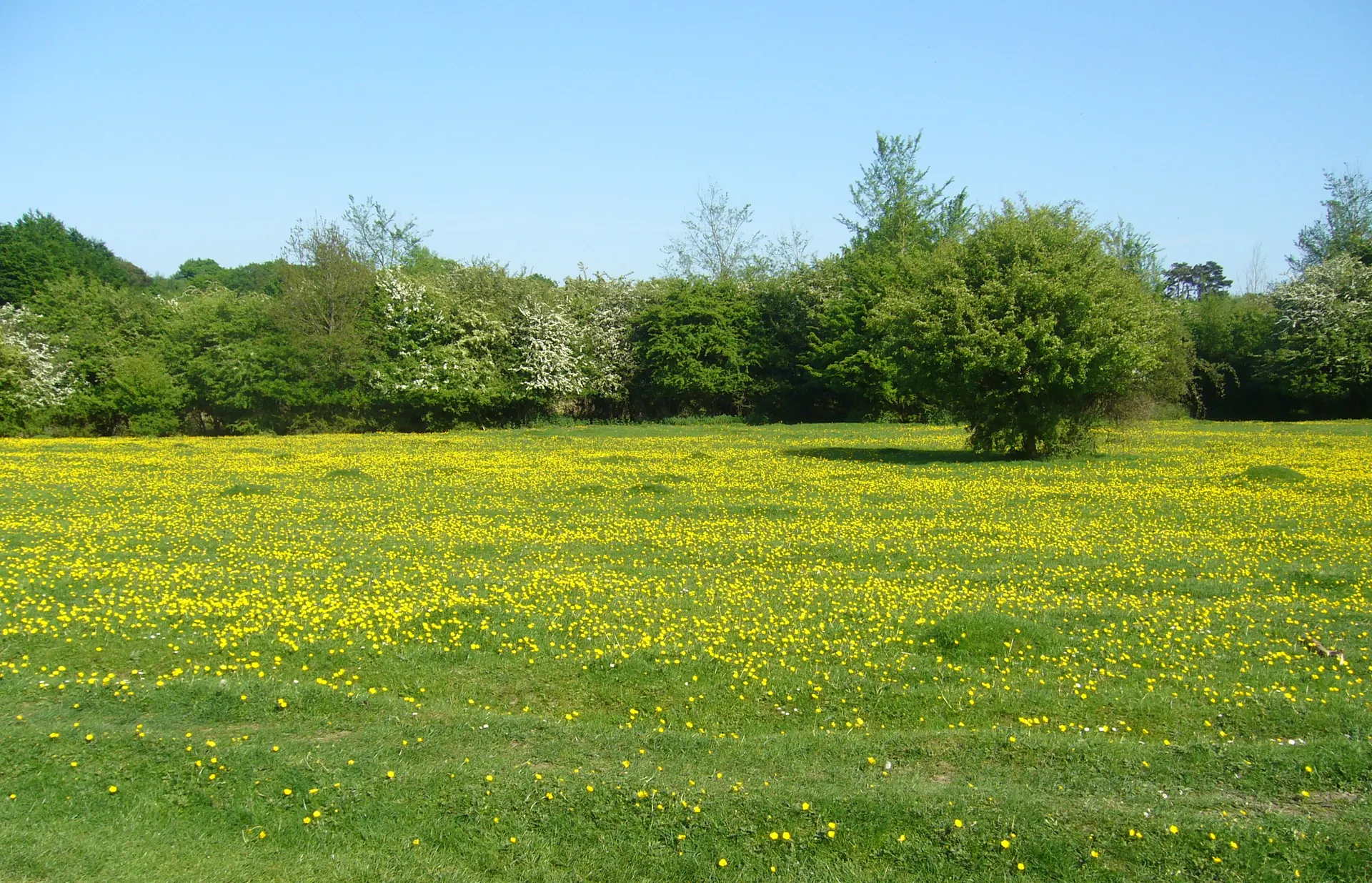 Hatfield Forest