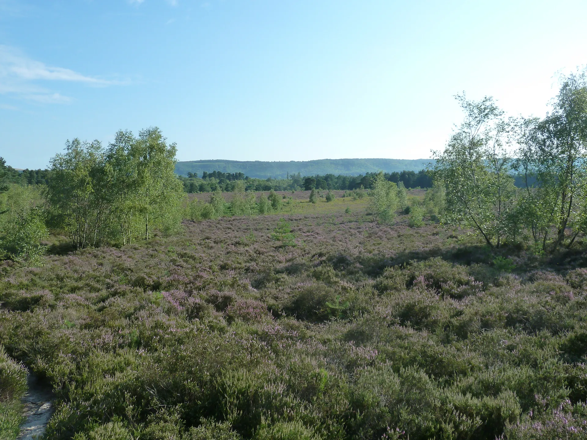 Lavington Common