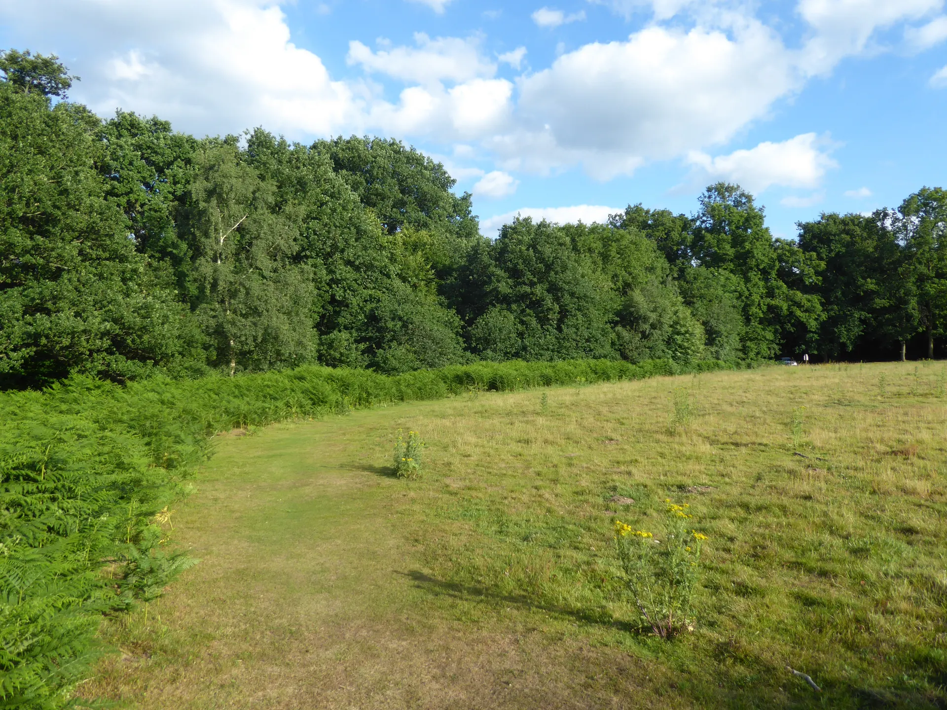 Limpsfield Common