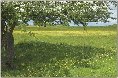 Minchinhampton and Rodborough Commons