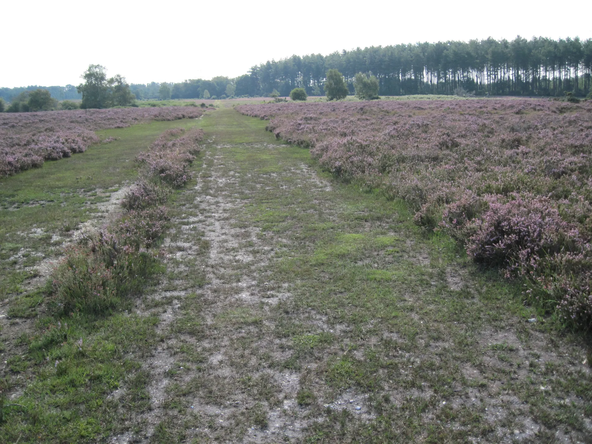 New Forest Northern Commons