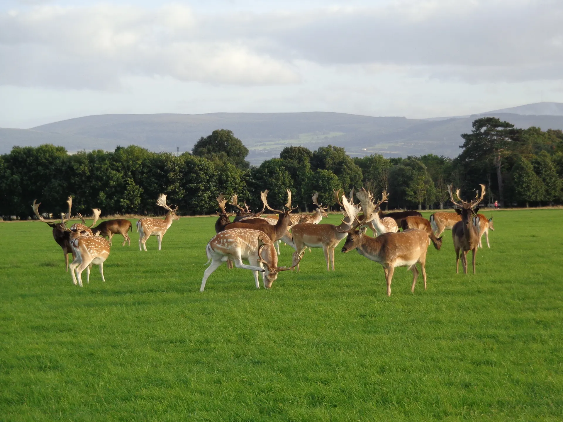 Phoenix Park