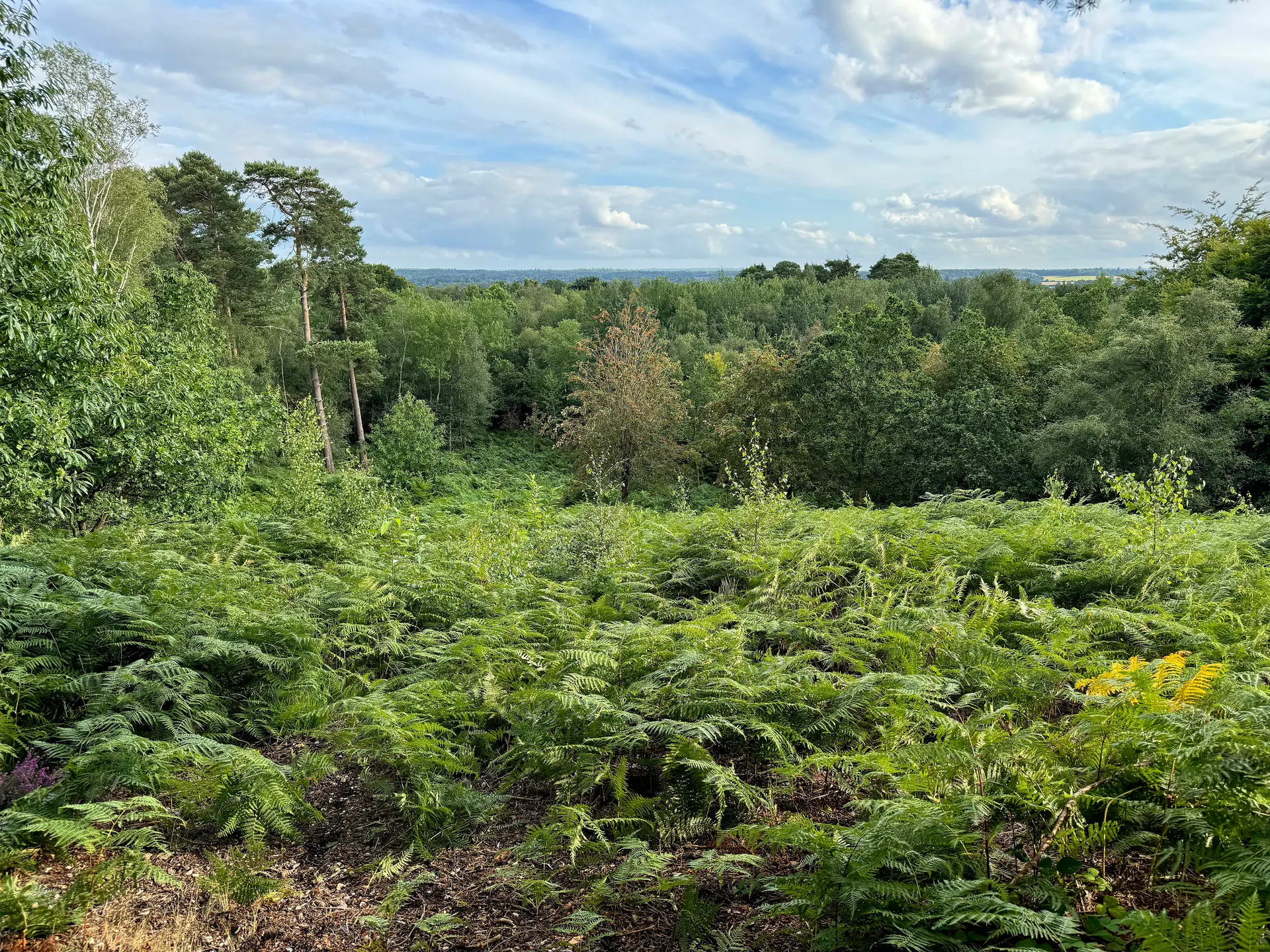 Simon's Wood and Finchampstead Ridges