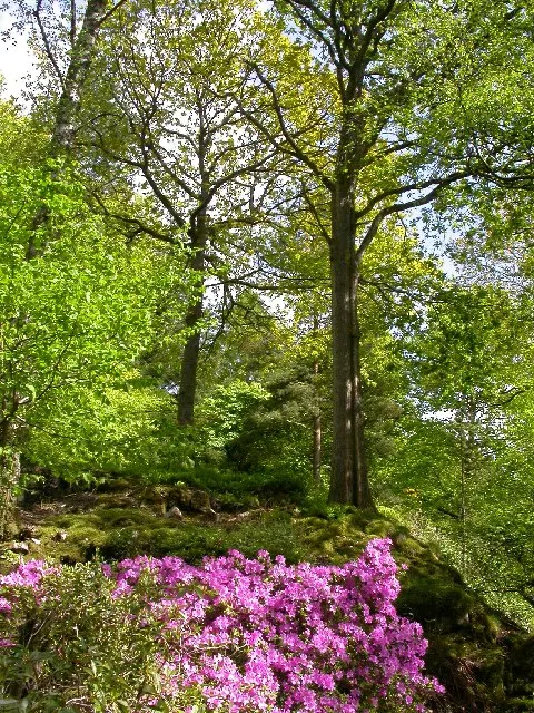 Stagshaw Garden and Ambleside