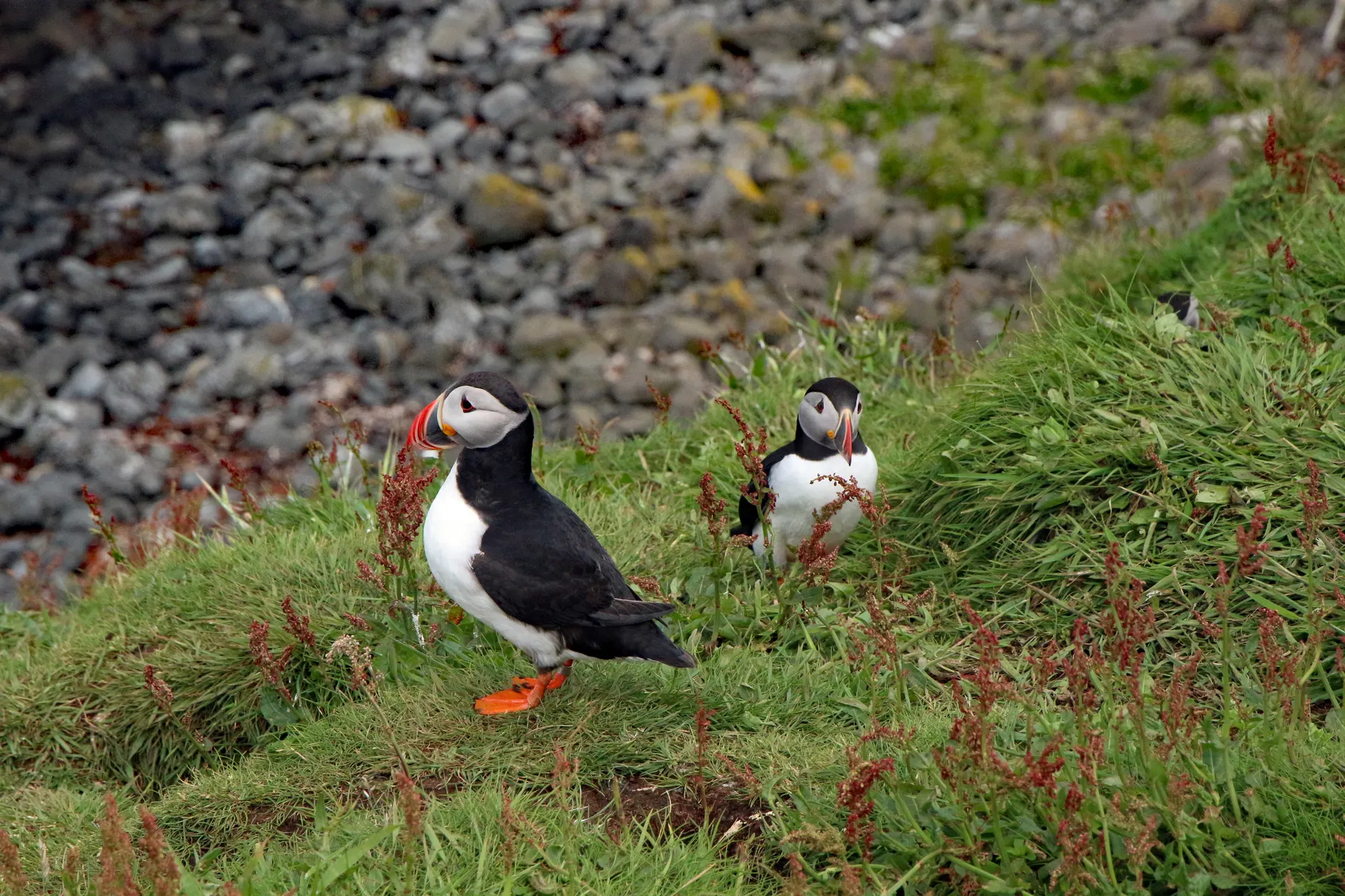 Treshnish Isles