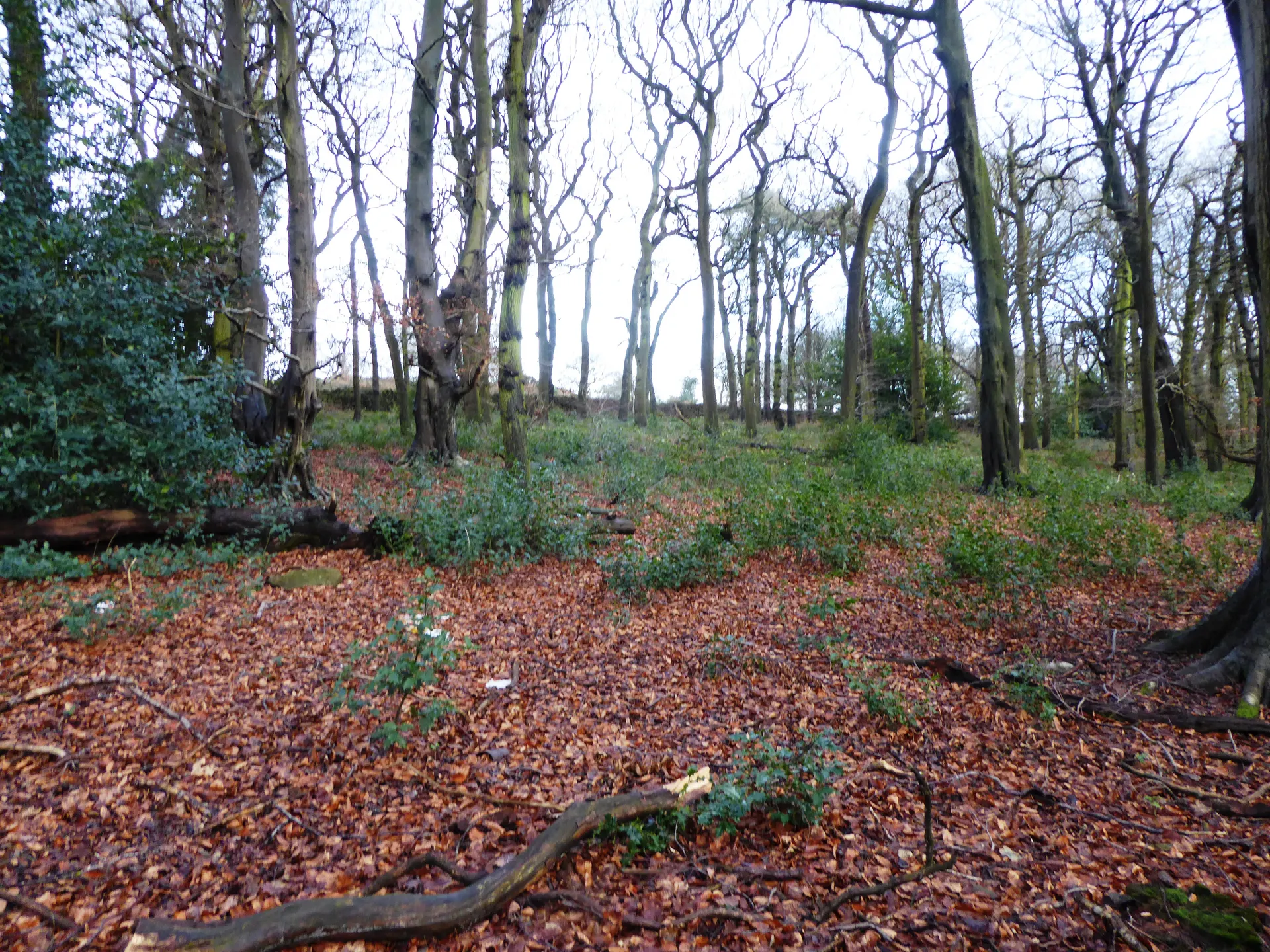 Ulverscroft Nature Reserve