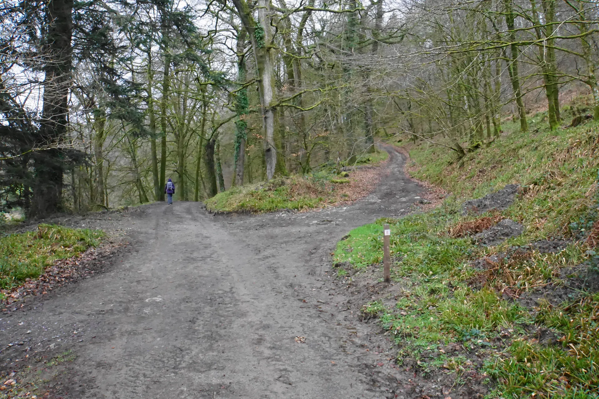 Woolley Woods